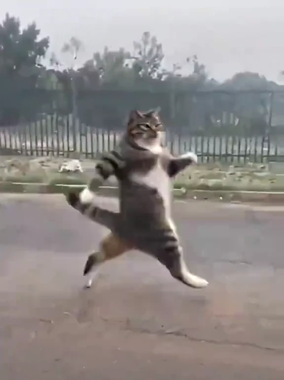 Cat Middle Finger AI